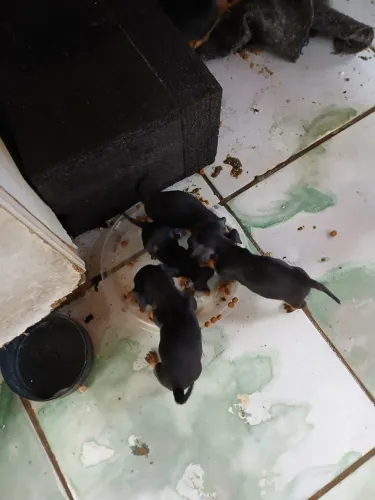 Filhotes de Pinscher 