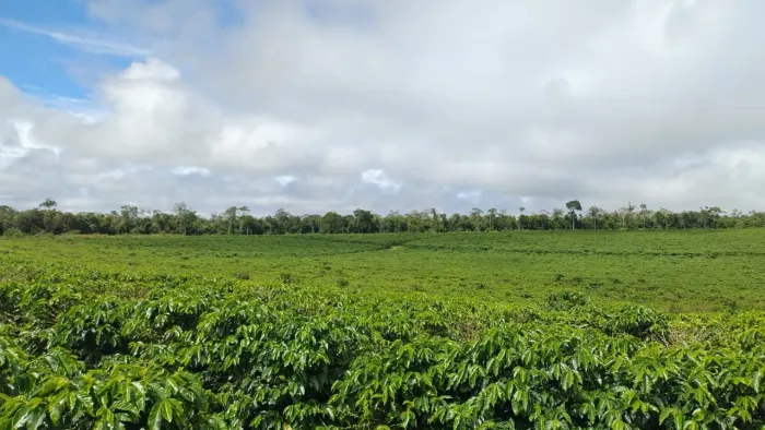Fazenda a venda em Planalto, café e pecuária