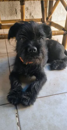 Doando esse cachorro