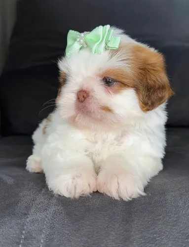 Shih tzu micro exóticos fêmea e macho dividimos em até 12x