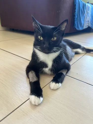 Gata para doação 