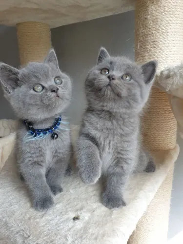 British shorthair - filhotes lindos conferir