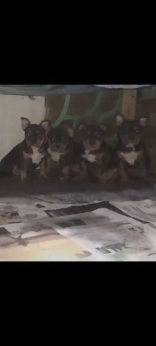 American Bully