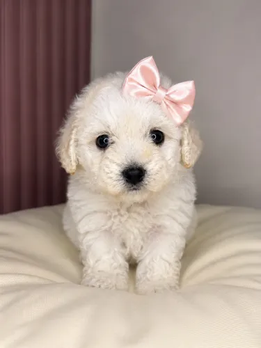 Poodle micro toy fêmea 
