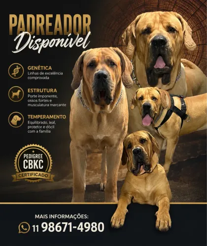 Fila brasileiro 
