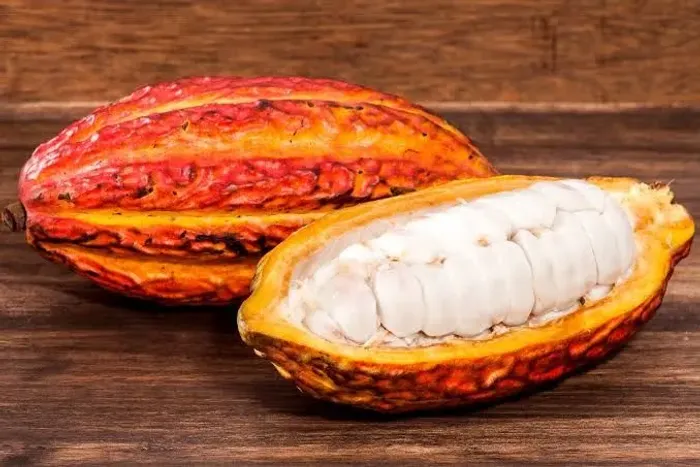 Muda de Cacau 