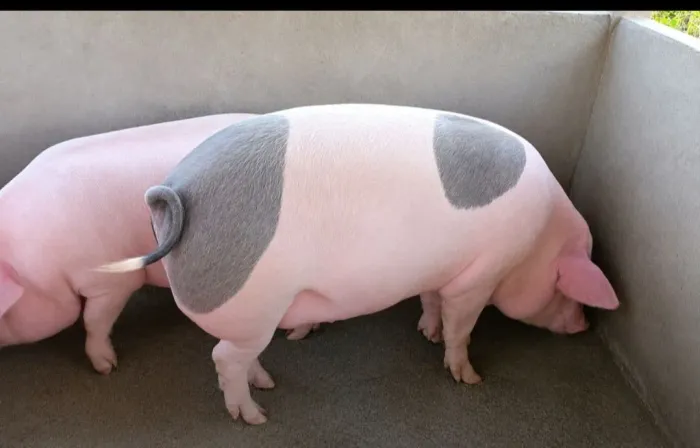 Porco caipira