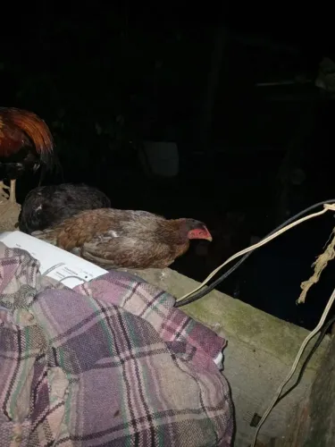 Galinha de raça