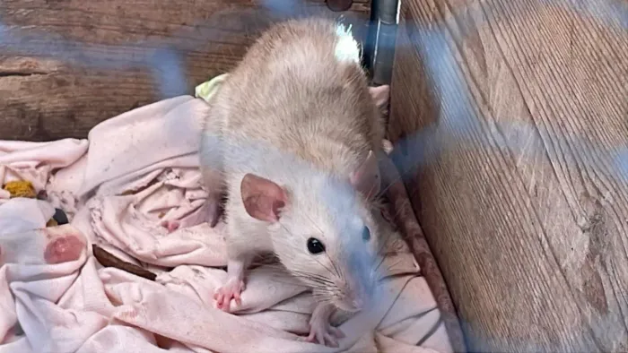 Filhotes de rato Twister