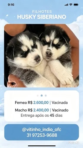 Husky siberiano disponível