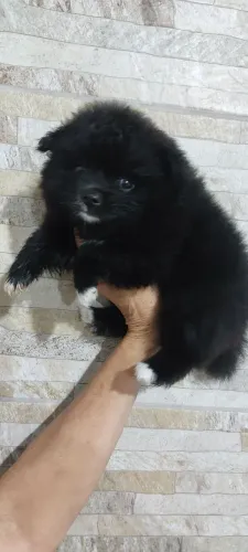 Lulu Sprit Alemão Femia preta