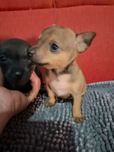 Filhotes de pinscher ?