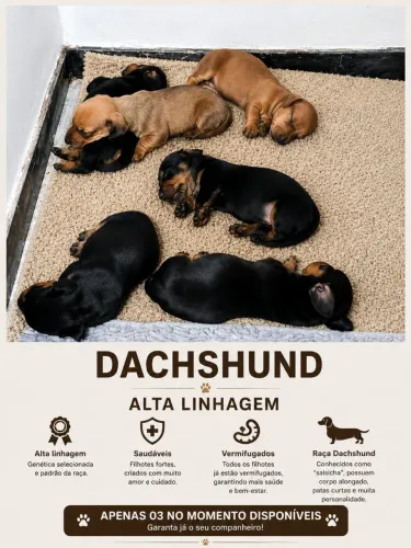 Vendo filhote Salsichinha (Dachshund ) ,alta linhagem,saudáveis .