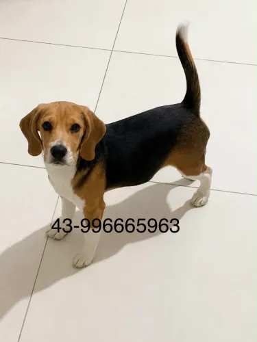 Beagle filhote 13 polegadas