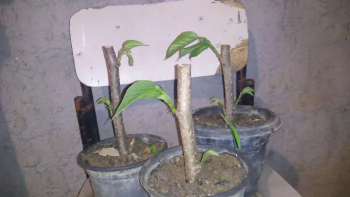 Mudas de amora paquistanesa