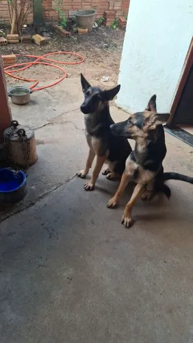 Casal de cachorro pastor alemão