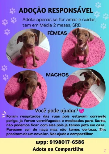 Doação de cachorro filhotes