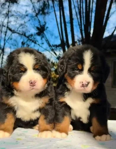 Filhotes de Bernese | Encanto que cresce a cada encontro.