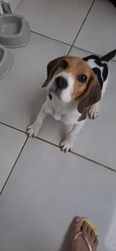 Cachorro