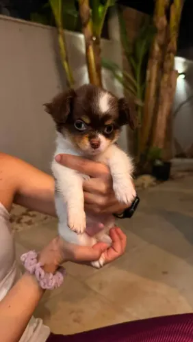 Chihuahuas
