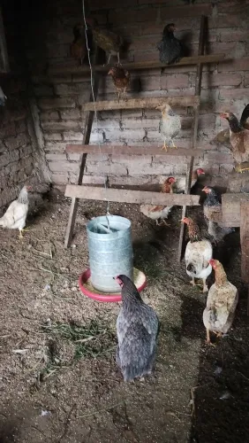 Galinhas frangas e frangos
