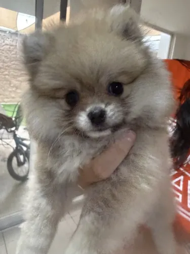 Lulu da Pomerânia
