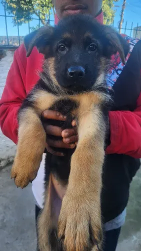 Pastor Alemão Filhotes 2 Meses ? Raça Pura ? Pedigree Rosa ? R$ 2.500