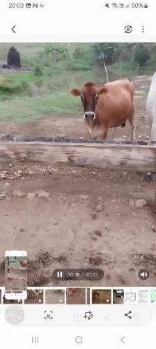 Vendo vaca 