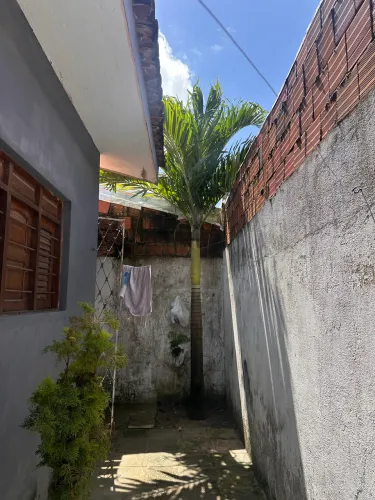 Palmeira real australiana 5 Mts