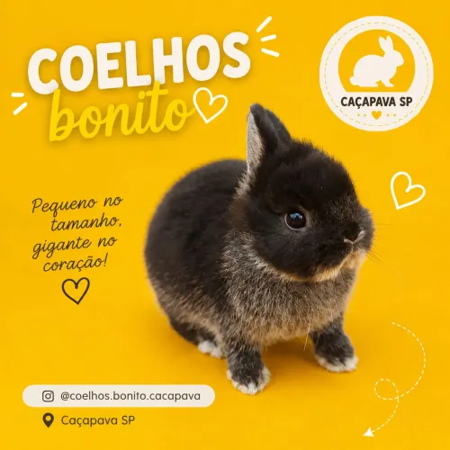 Coelho anão importado padrão show 