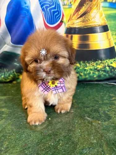 Linda fêmea de shihtzu chocolate disponível