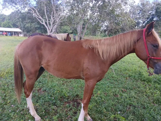 Potro 2 anos domado