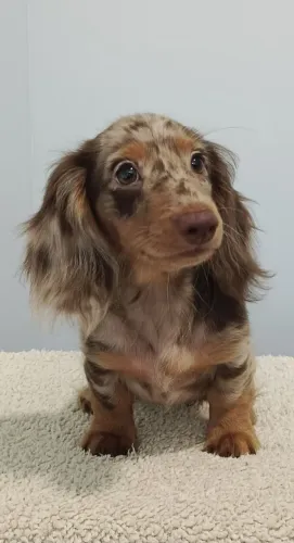 doa-se cachorrinho