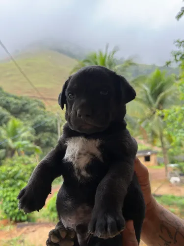 Cane corso