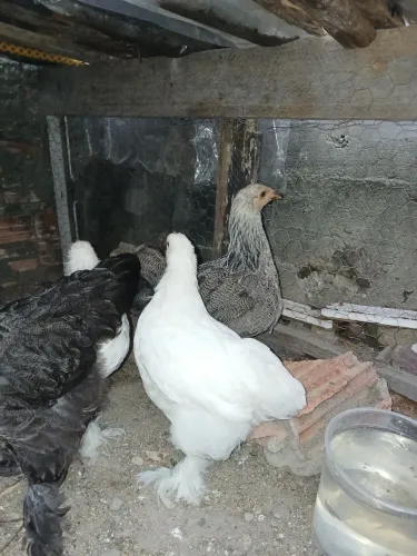 Galinhas Brahma