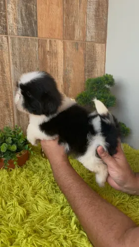 ShihTzu macho