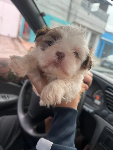Shihtzu mini olhos claros