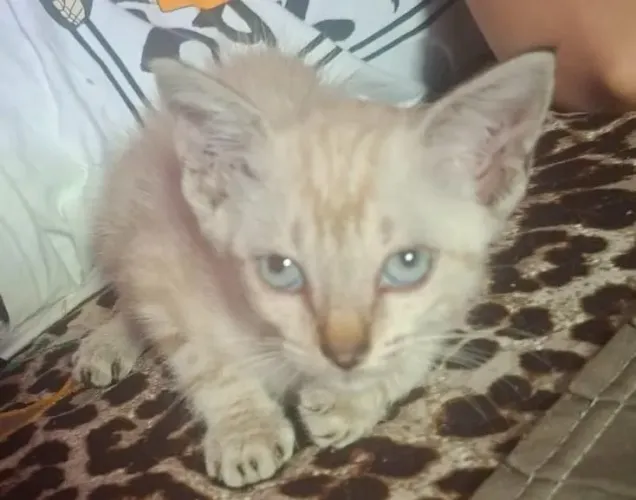 Doação de gatinho