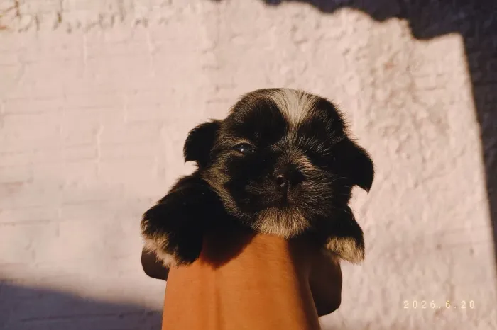 Vendo Shih tzu macho 