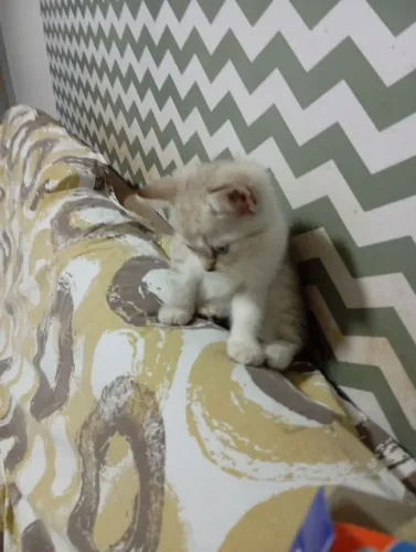 Gatinho doação