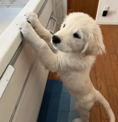 Filhote Golden Retriever, Os mais fofos e carinhosos esperam por um lar!