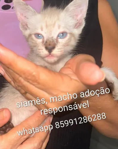 Gatos lindos, pra adoção responsável 