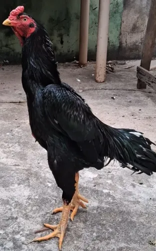 Galo Índio 