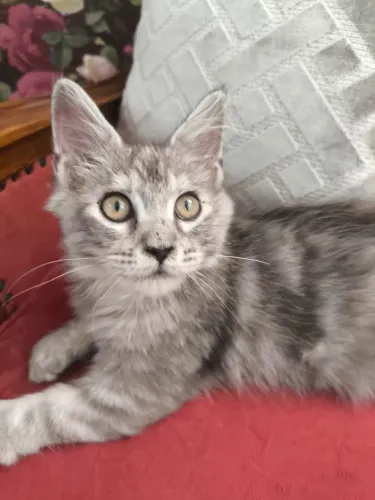 Espetacular Maine Coon