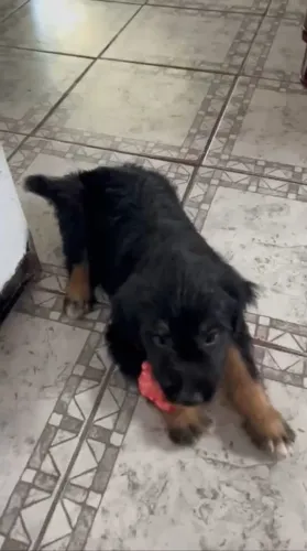 raça cocker spaniel misturada com poodle 
