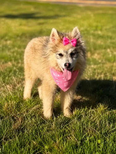 Pomsky fêmea 4 meses