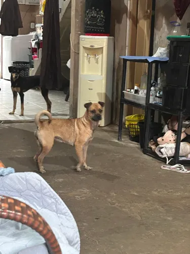 Cachorro 