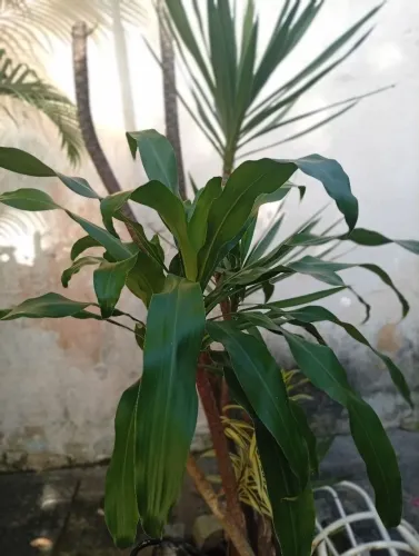 Planta DRACENA FRAGRANS no chão