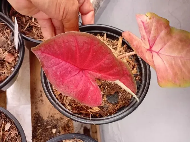 Caladium 