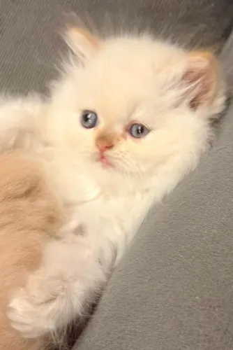 Gatos persa